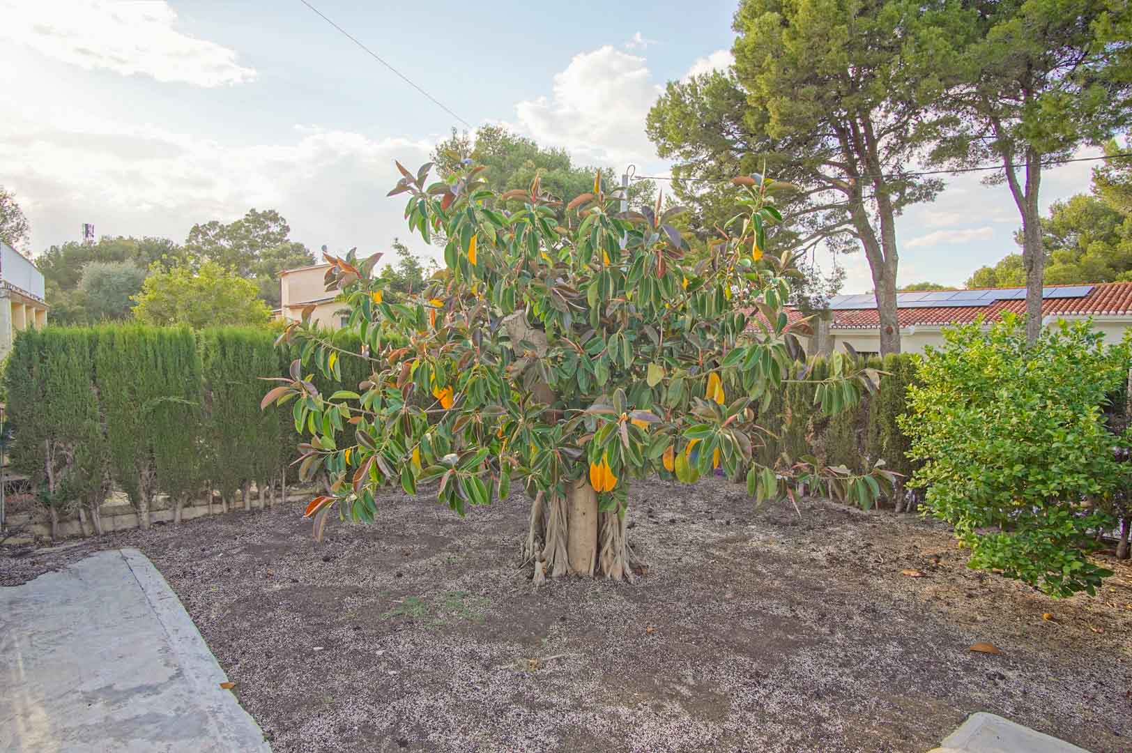 Mediterranean garden featuring a mature Ficus tree, bordered by cypress hedges and native pines under a clear sky in Las Rotas.