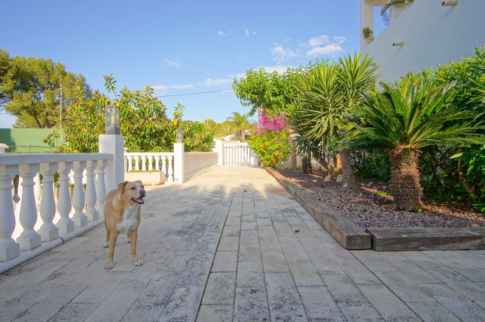 Spacious stone-paved terrace featuring a classic white balustrade, bordered by mature Mediterranean gardens with palms, cycads, and vibrant bougainvillea.