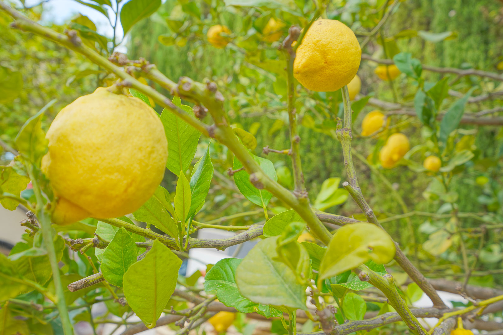 Close-up of a lemon tree with ripe fruit, located within the terrace area surrounded by fruit trees on the north side of the villa.