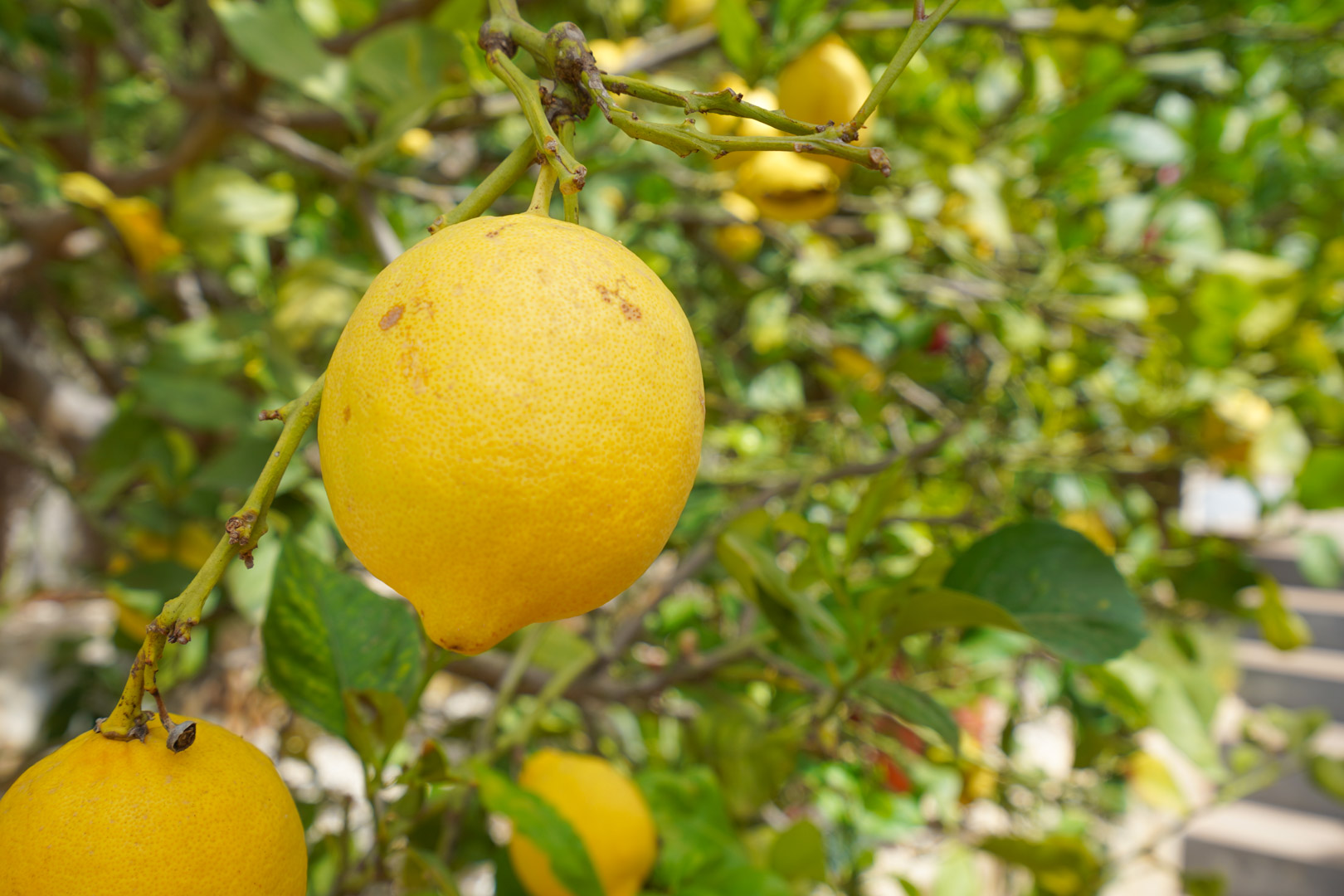 Close-up of a lemon tree with ripe fruit, part of the Mediterranean orchard located on the north terrace of the property.