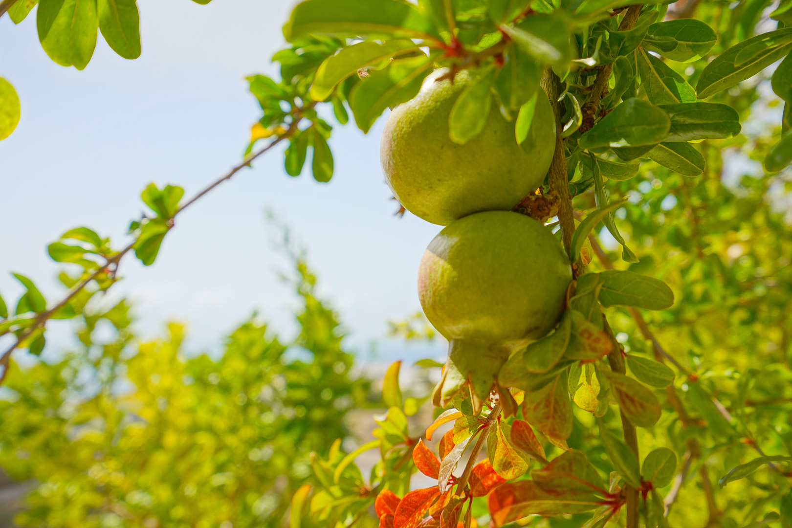 Close-up of green pomegranates ripening on a tree within the villa's north terrace garden, featuring vibrant Mediterranean foliage.