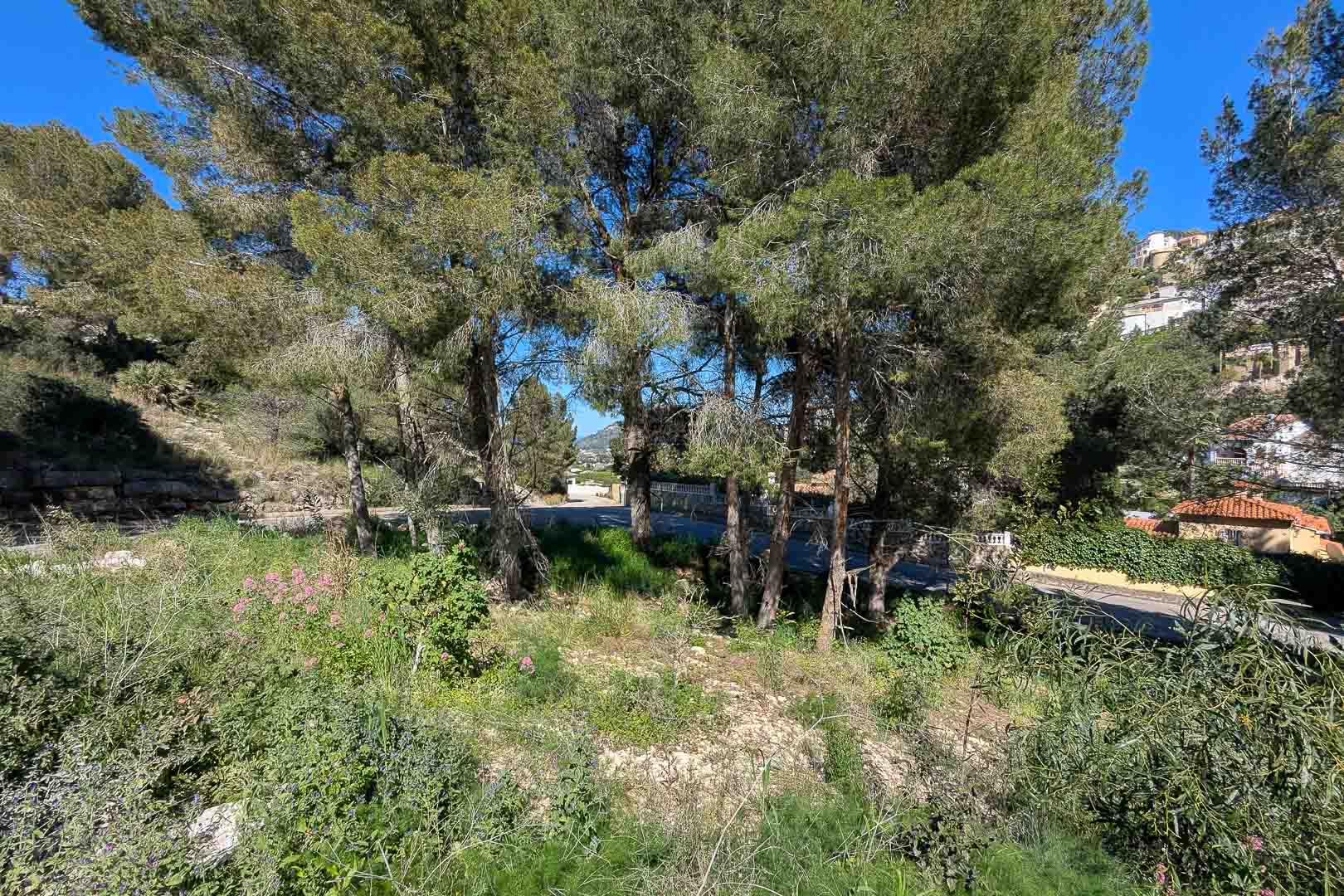 Elevated plot in Monte Solana featuring mature pine trees and natural vegetation, offering a tranquil setting with hillside views and street access.
