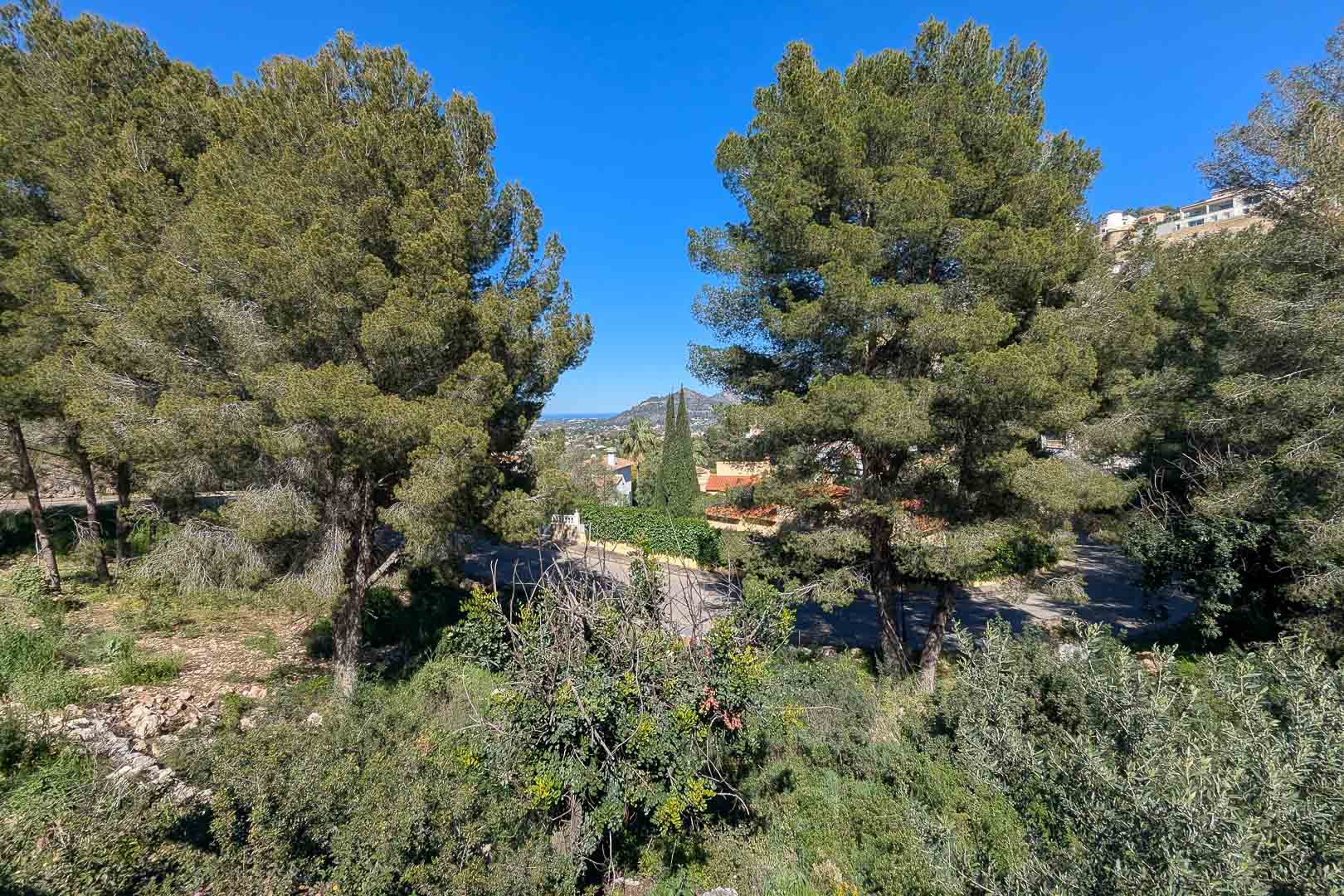 Panoramic views from the Monte Solana plot, framed by mature pine trees and Mediterranean vegetation with the valley and mountains in the distance.