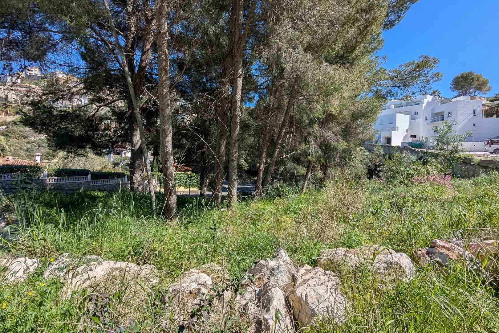 View of the natural plot in Monte Solana, featuring mature pine trees and wild vegetation, situated near modern residences under a clear blue sky.
