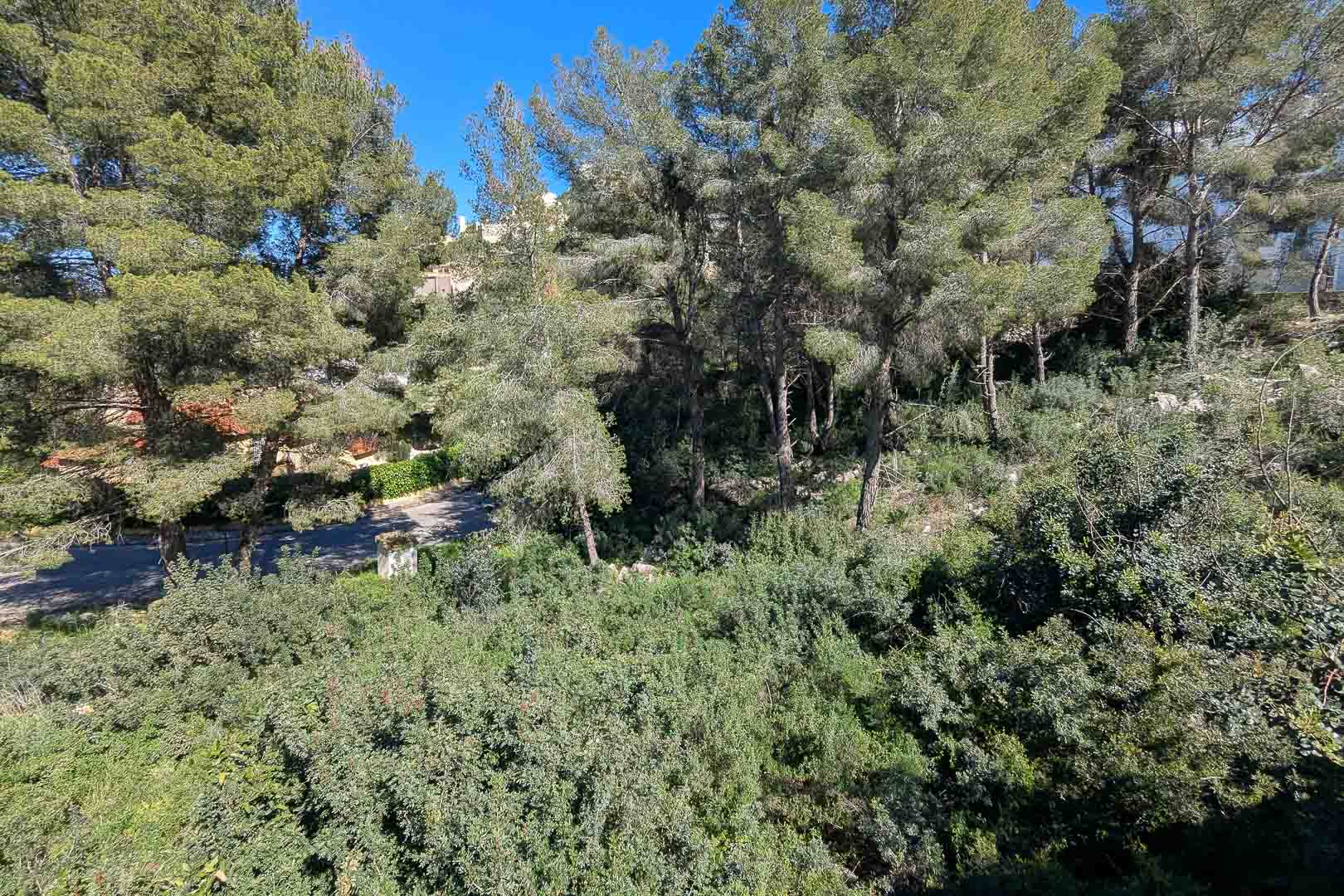 View of the plot's natural surroundings in Monte Solana, featuring mature Mediterranean pine trees and dense native vegetation.