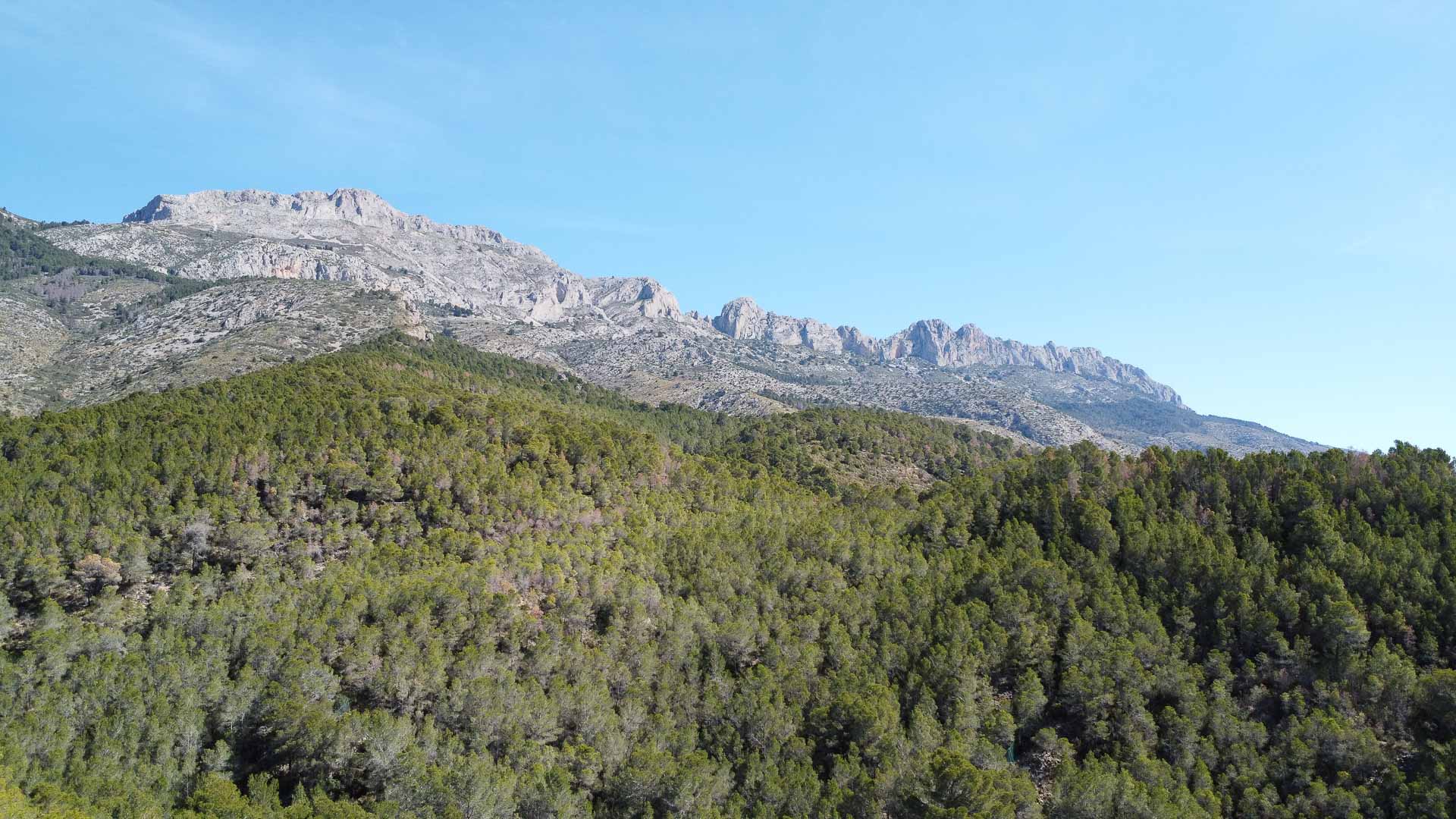 Panoramic views of the Sierra Bernia mountain range and surrounding natural landscape, featuring a dense pine forest and limestone peaks.