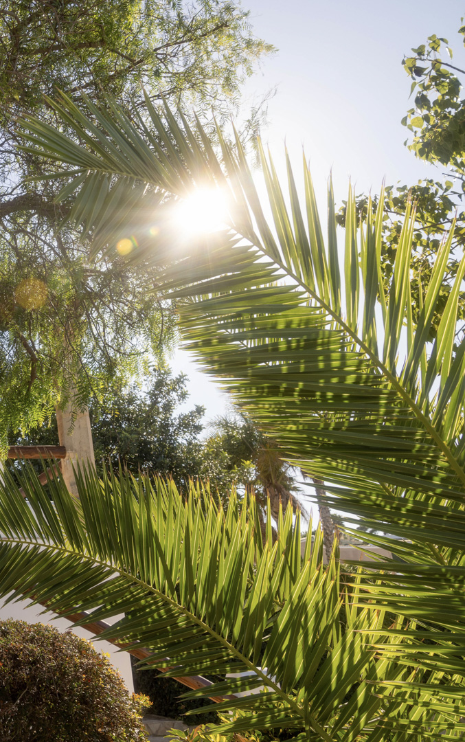 Close-up of palm fronds with bright sunlight, showcasing the lush Mediterranean garden.