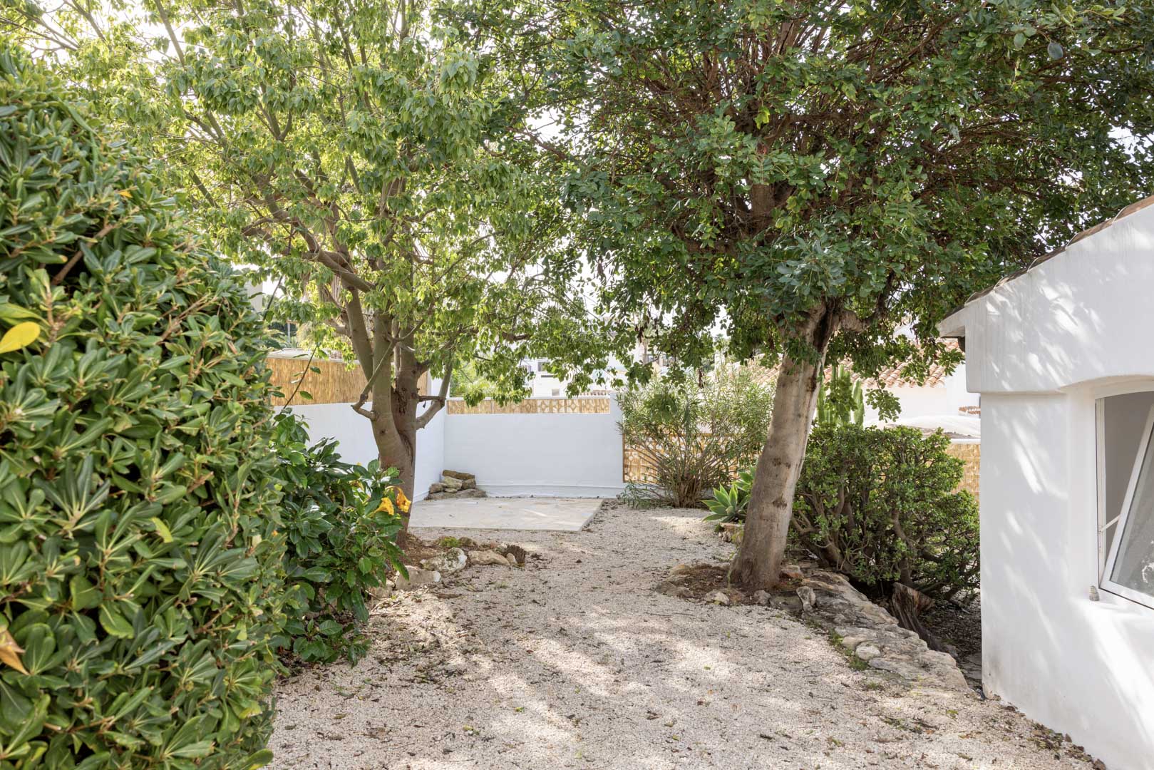 Gravel garden featuring diverse greenery and mature trees. A tranquil space with a white wall in the background.