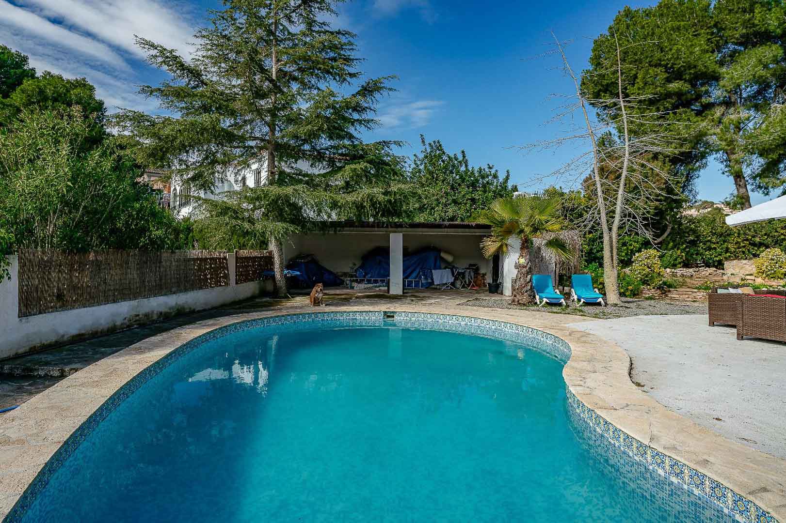 Private swimming pool with blue mosaic tiling and natural stone coping, surrounded by a mature Mediterranean garden with pine trees and palms.