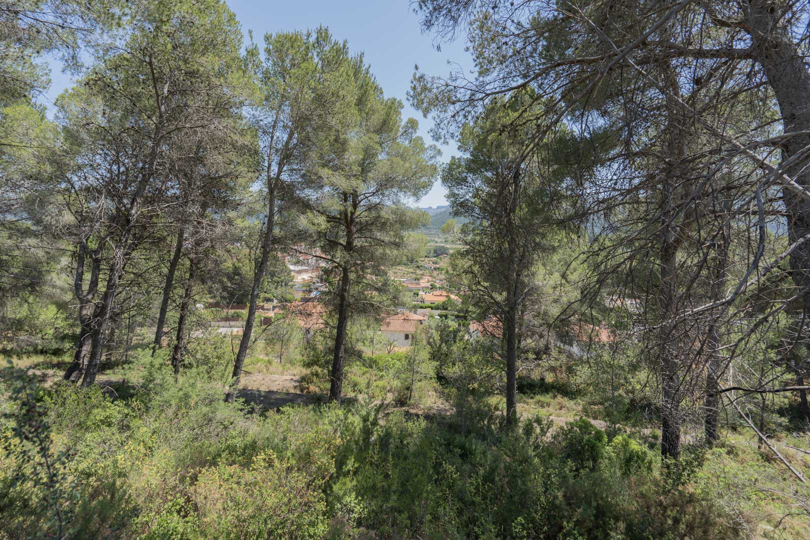 Elevated view through a natural pine grove overlooking the village of Alcalalí and the surrounding valley landscape under a clear sky.