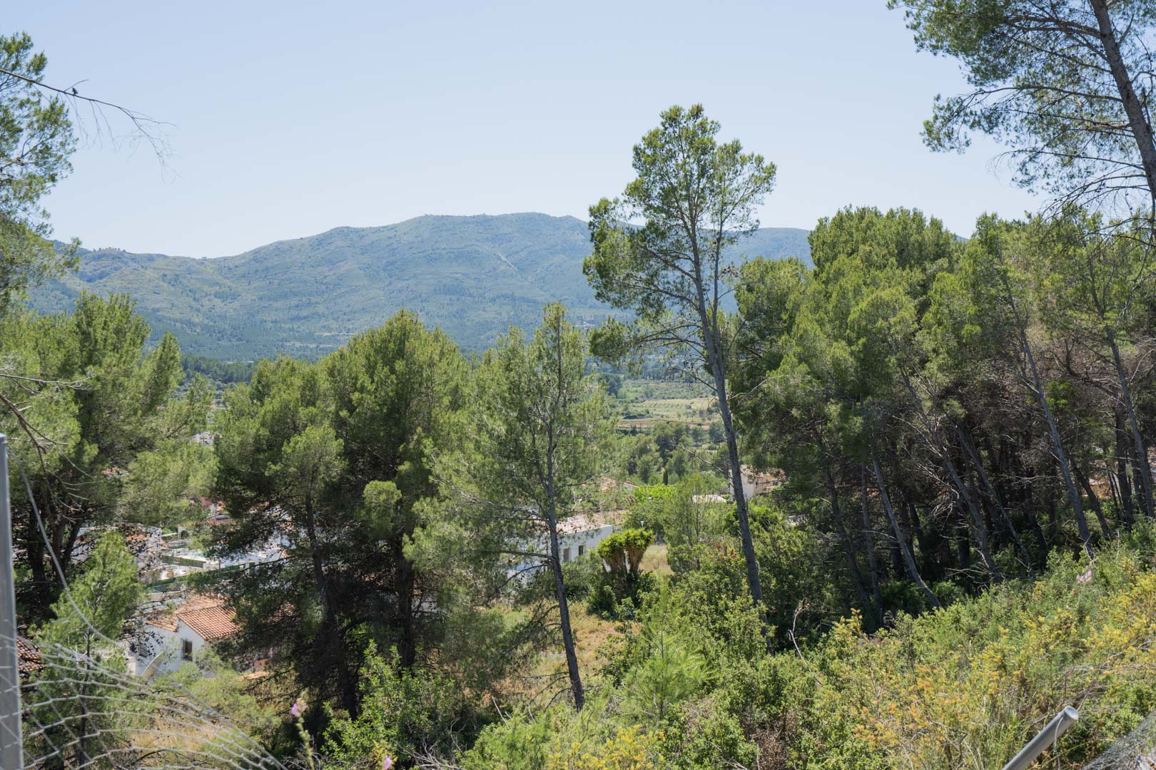 Panoramic views from the elevated plots in Alcalalí, overlooking the lush Jalón Valley with its characteristic pine forests and mountain ridges.