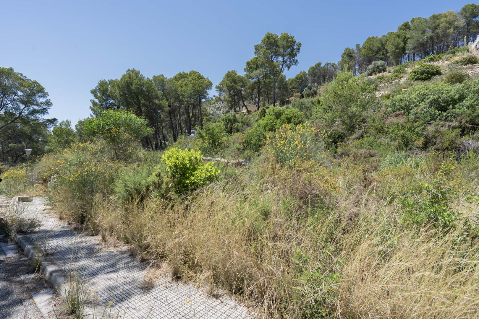Elevated building plot featuring native Mediterranean vegetation and pine trees, located alongside a paved access path in Alcalalí.