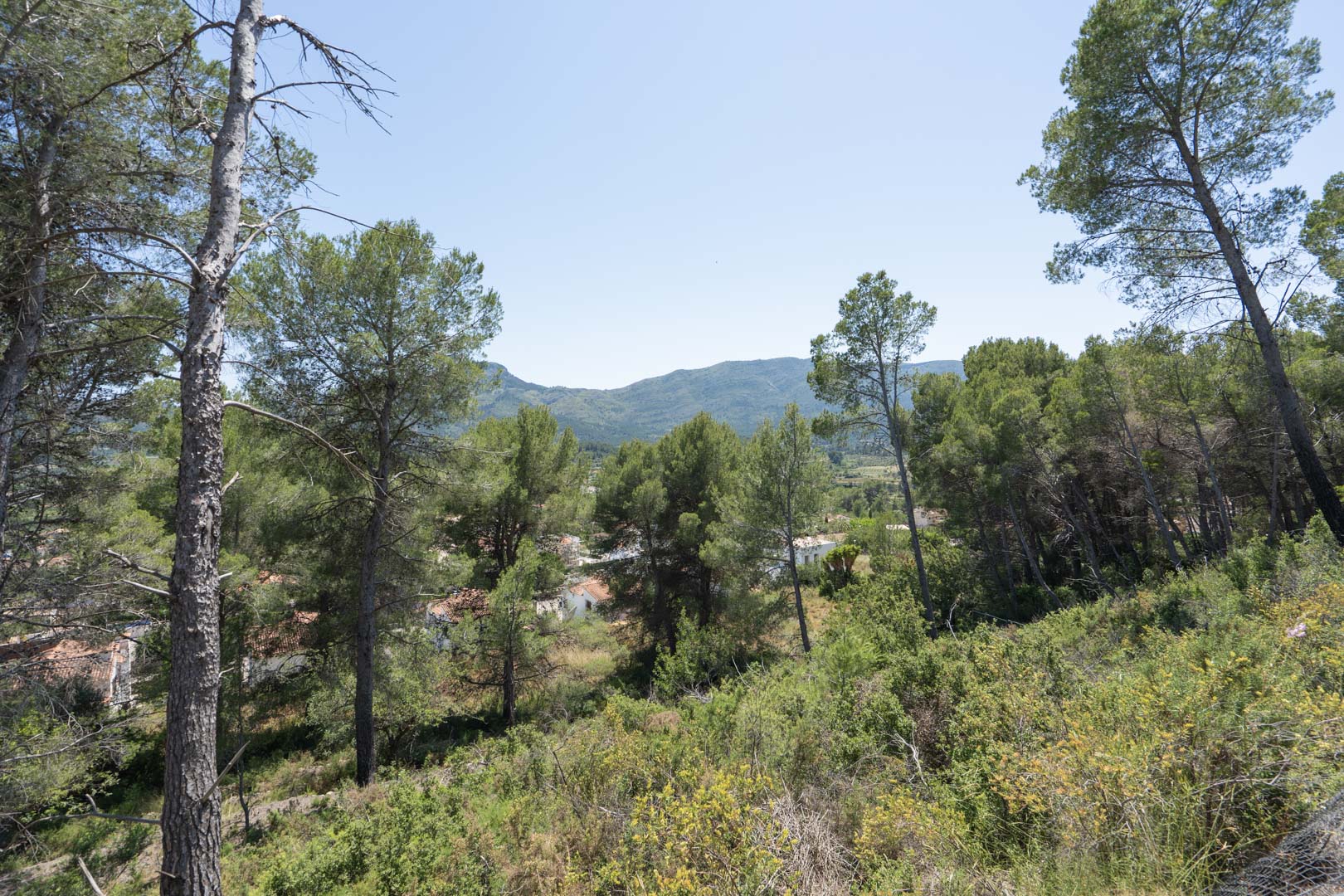 Panoramic view from the elevated plot, showcasing the natural Mediterranean pine forest and the distant mountain ranges of the Jalón Valley.