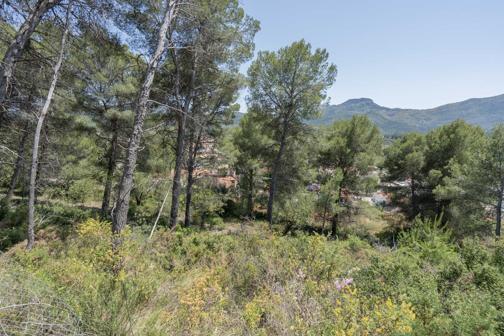 Panoramic views from the elevated location in Alcalalí, featuring native pine trees, Mediterranean scrub, and views of the village and mountains.