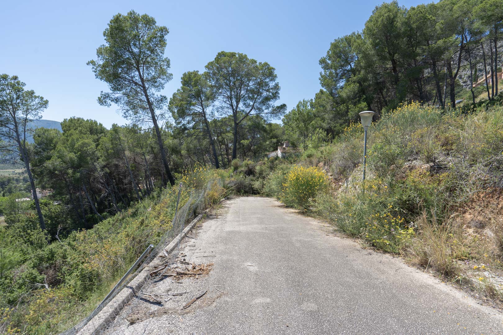 Paved access road bordered by mature pine trees and native Mediterranean flora, situated in the elevated residential area of Alcalalí.