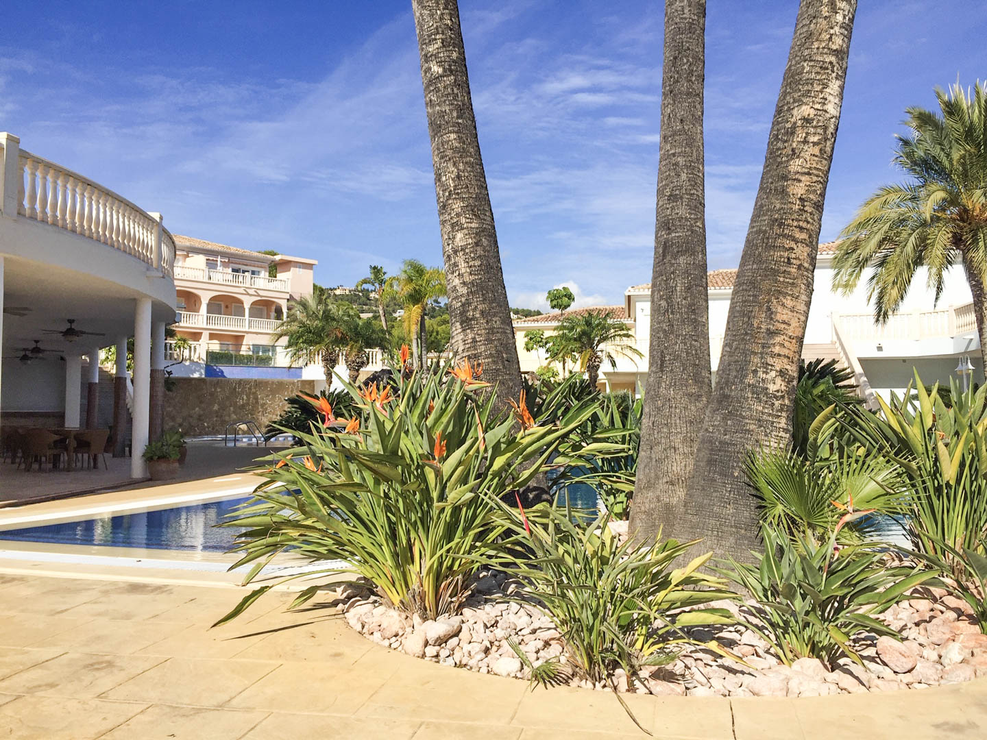 Mediterranean garden featuring mature palm trees and Strelitzia flowers by the pool. The paved terrace and classic architecture are visible under a clear blue sky.