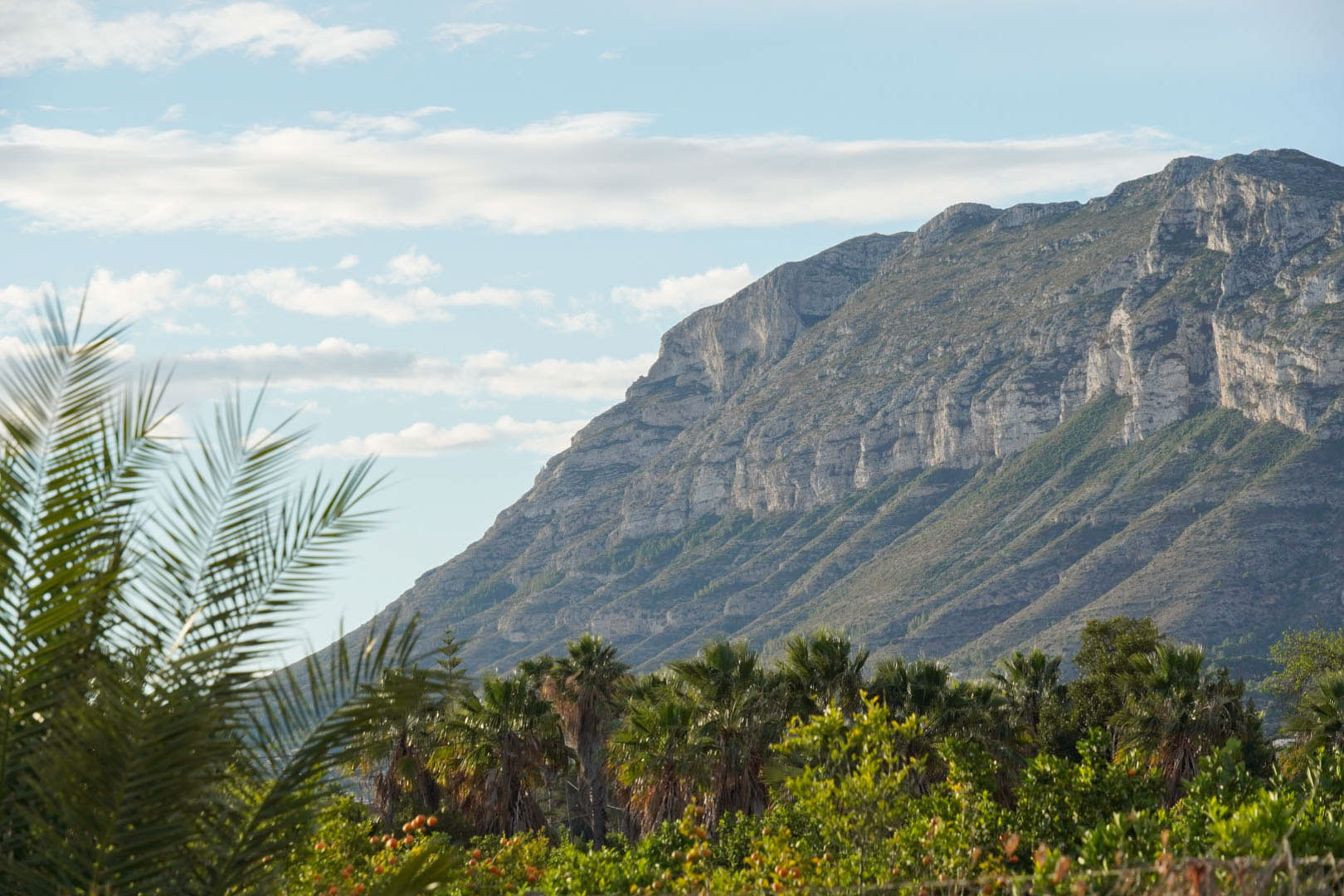 Panoramic view of the Montgó mountain framed by Mediterranean palms and citrus trees under a bright, clear sky in Dénia.