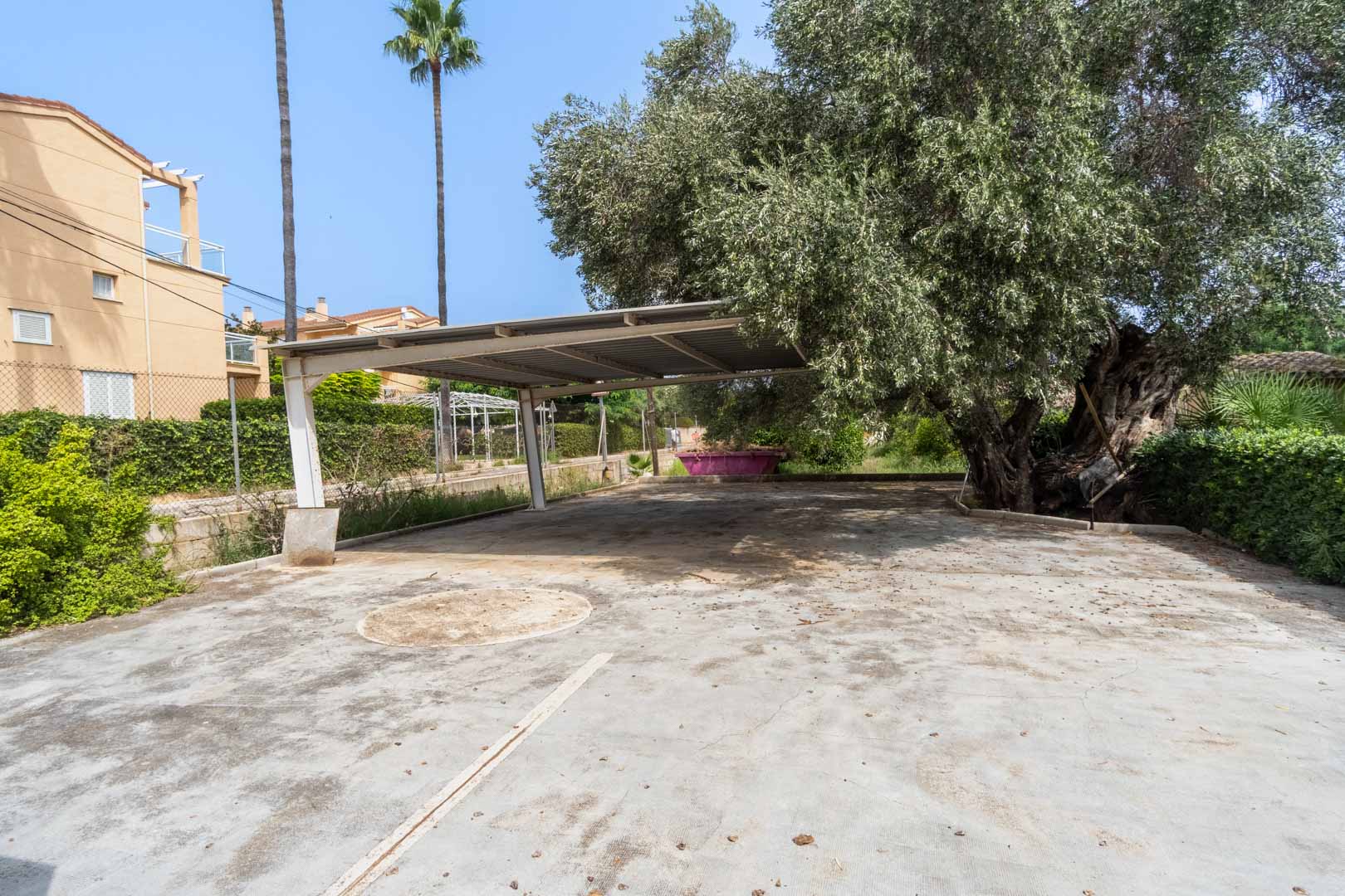 Spacious concrete-paved outdoor parking area featuring a metal carport structure, shaded by a mature olive tree and surrounded by Mediterranean greenery.