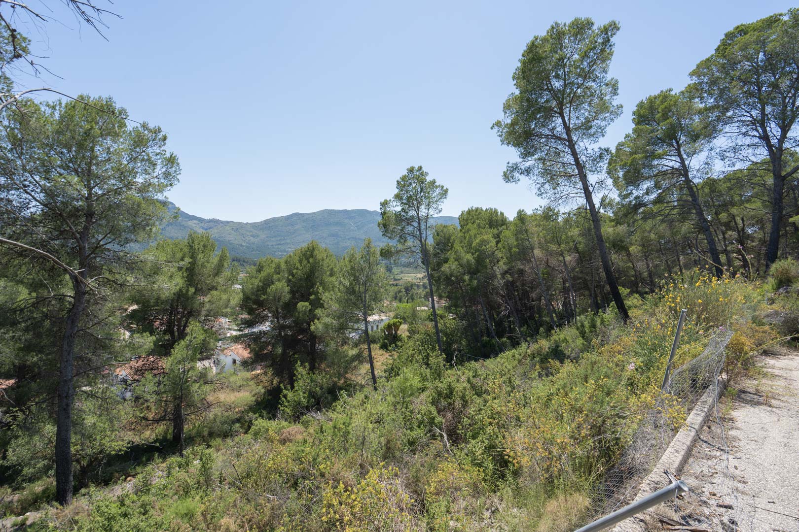 Panoramic views from the elevated plot overlooking the Jalón Valley, surrounded by mature pine trees and Mediterranean vegetation under a clear sky.