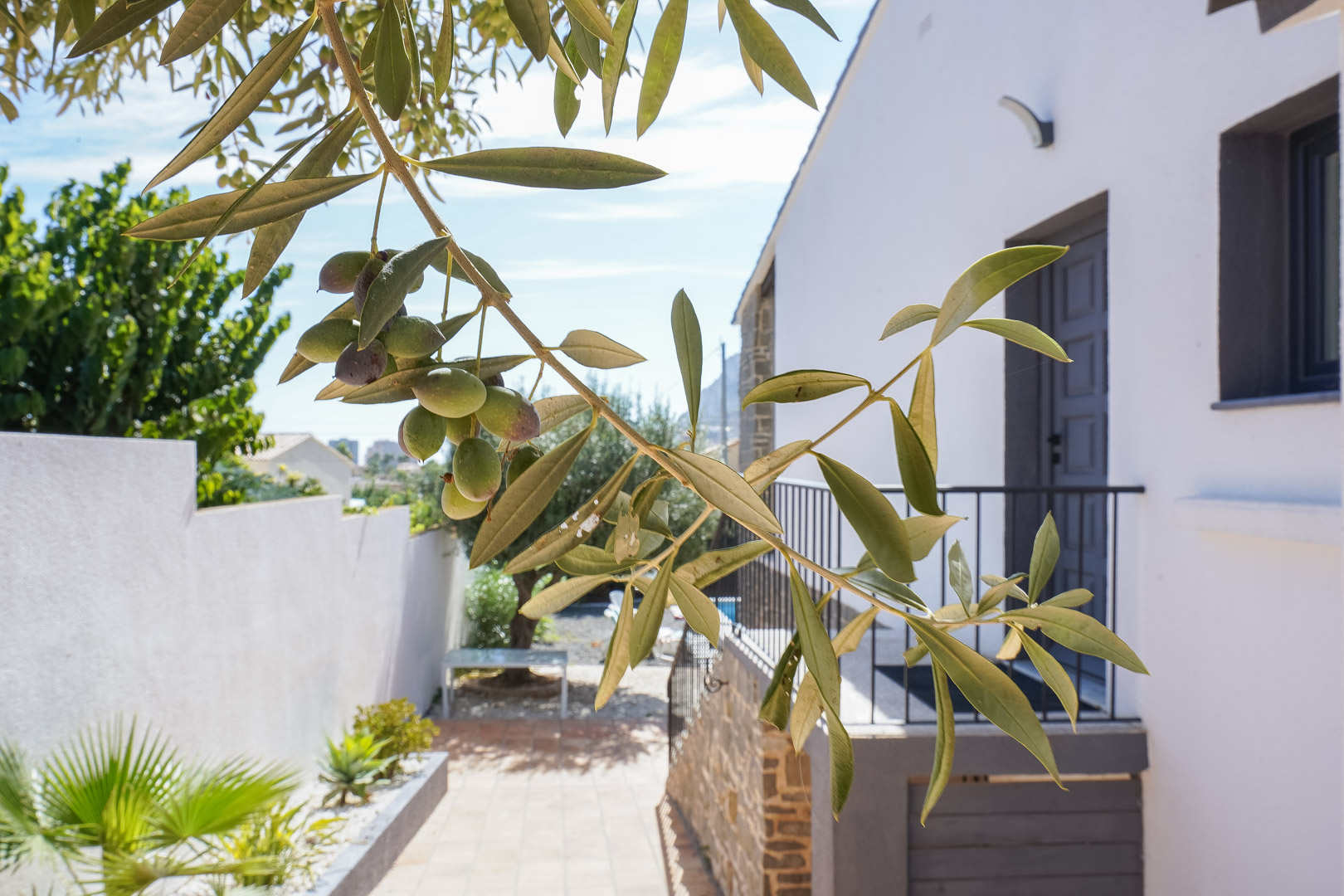 Close-up of an olive branch in the Mediterranean garden, featuring the villa's side entrance with natural stone cladding and white exterior walls.