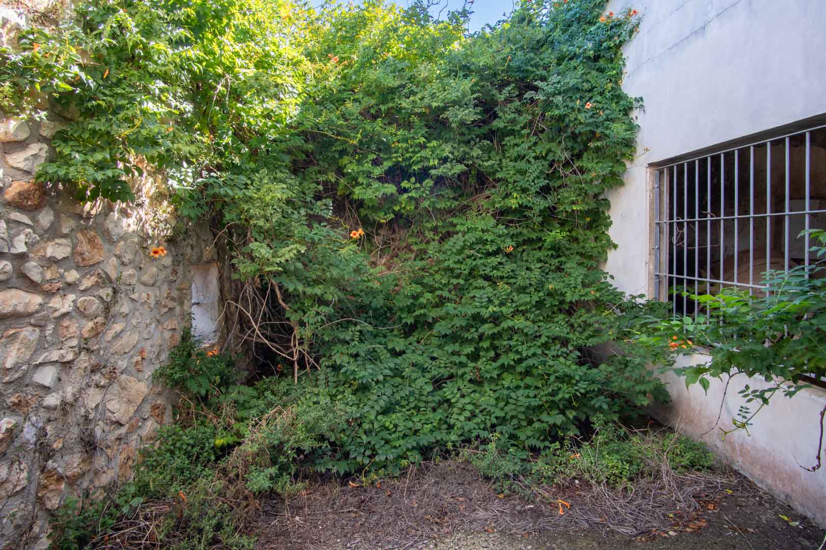 Exterior facade featuring a blend of natural stone walls and plastered surfaces, with a barred window and dense climbing vines in a rustic setting.