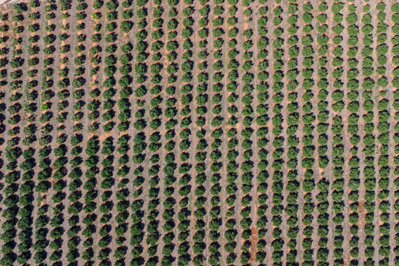 Overhead aerial view of the extensive citrus grove, highlighting the symmetrical rows of trees across the property's fertile agricultural land.