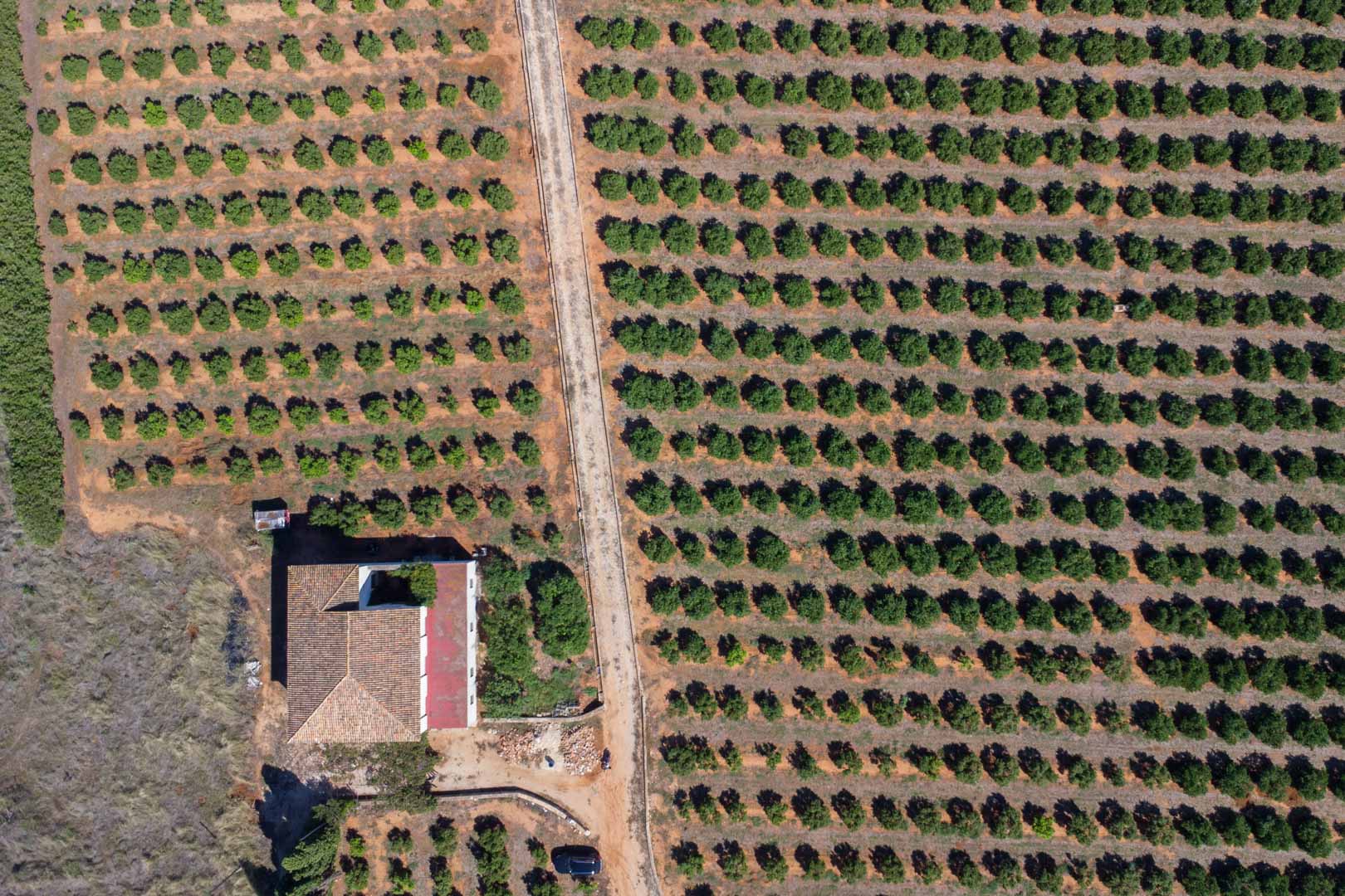 Zenith aerial view of the vast agricultural plot featuring organized rows of fruit trees and the central access path to the farmhouse.