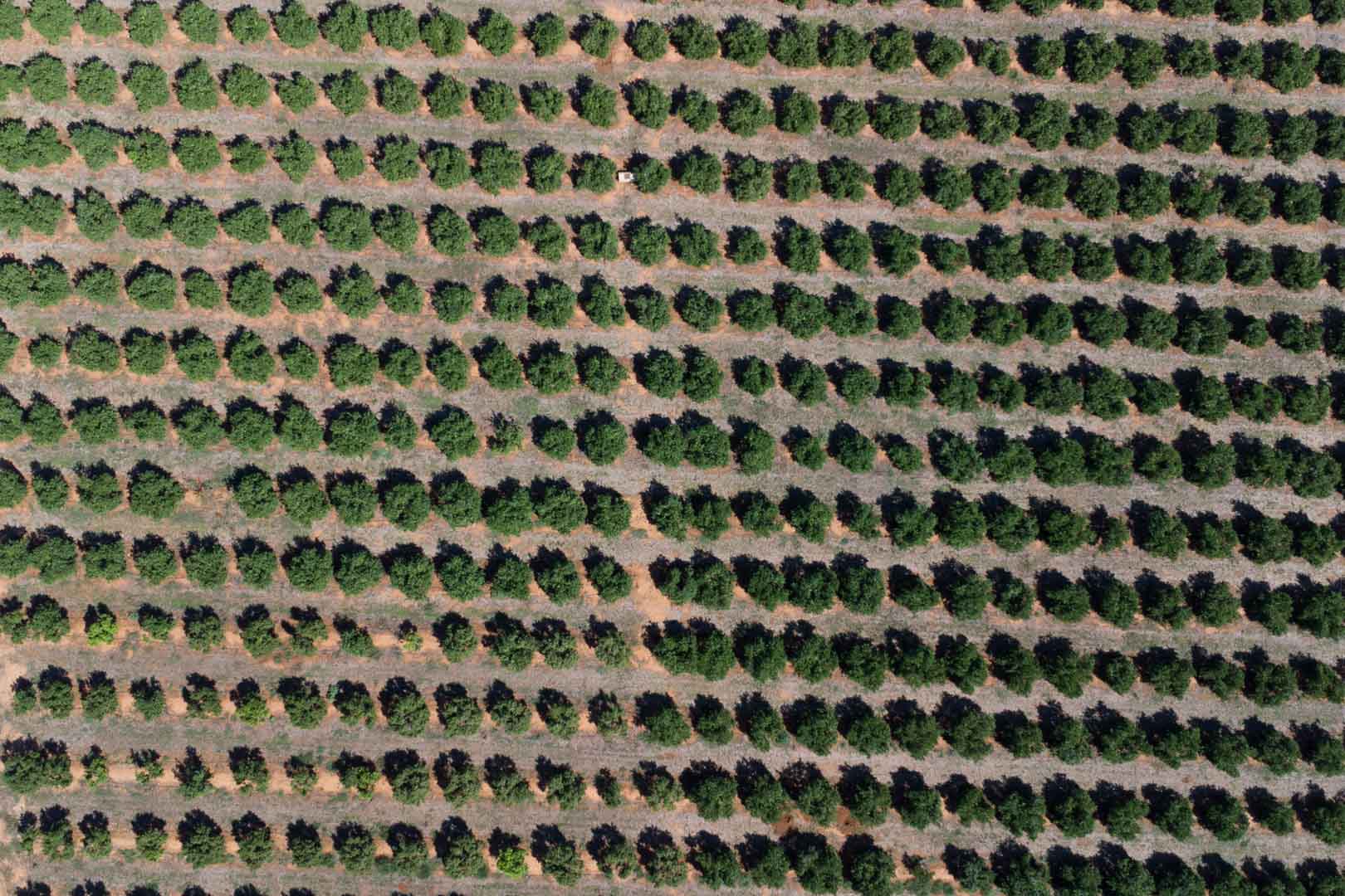 Zenithal aerial view of the expansive cultivation plot, featuring symmetrical rows of fruit trees on fertile, level ground in Dénia.
