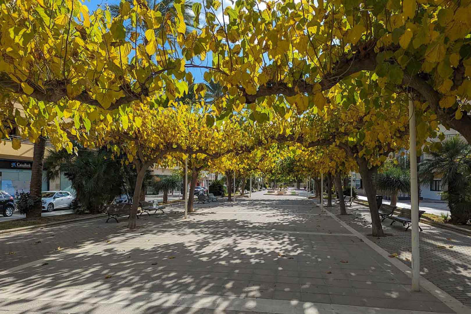 Tree-lined pedestrian promenade featuring wooden benches and a canopy of yellow autumn leaves in the urban center of Moraira.