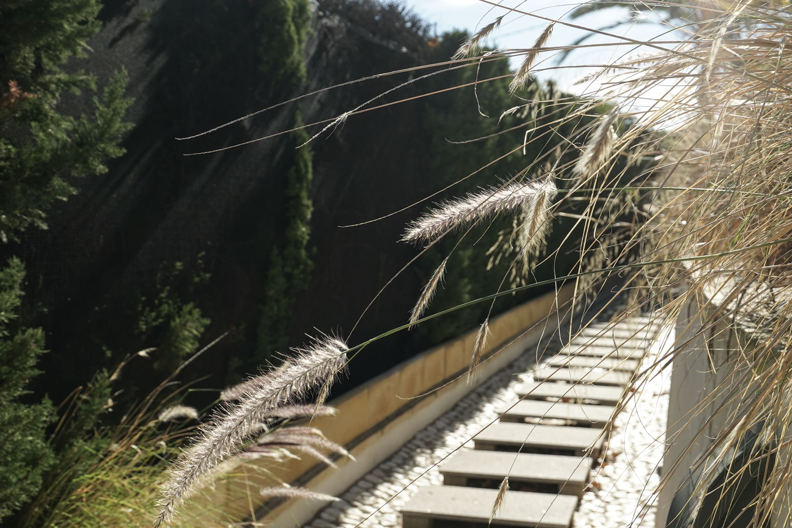 Garden walkway featuring rectangular stone steps set in white gravel, bordered by ornamental grasses and a tall cypress hedge.