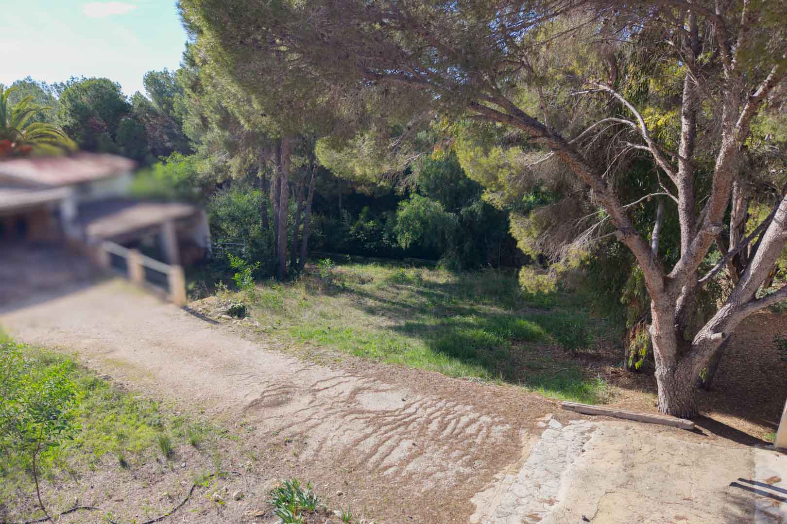 Sloping urban plot featuring mature pine trees and natural vegetation. The property includes a paved access path within a quiet residential setting.