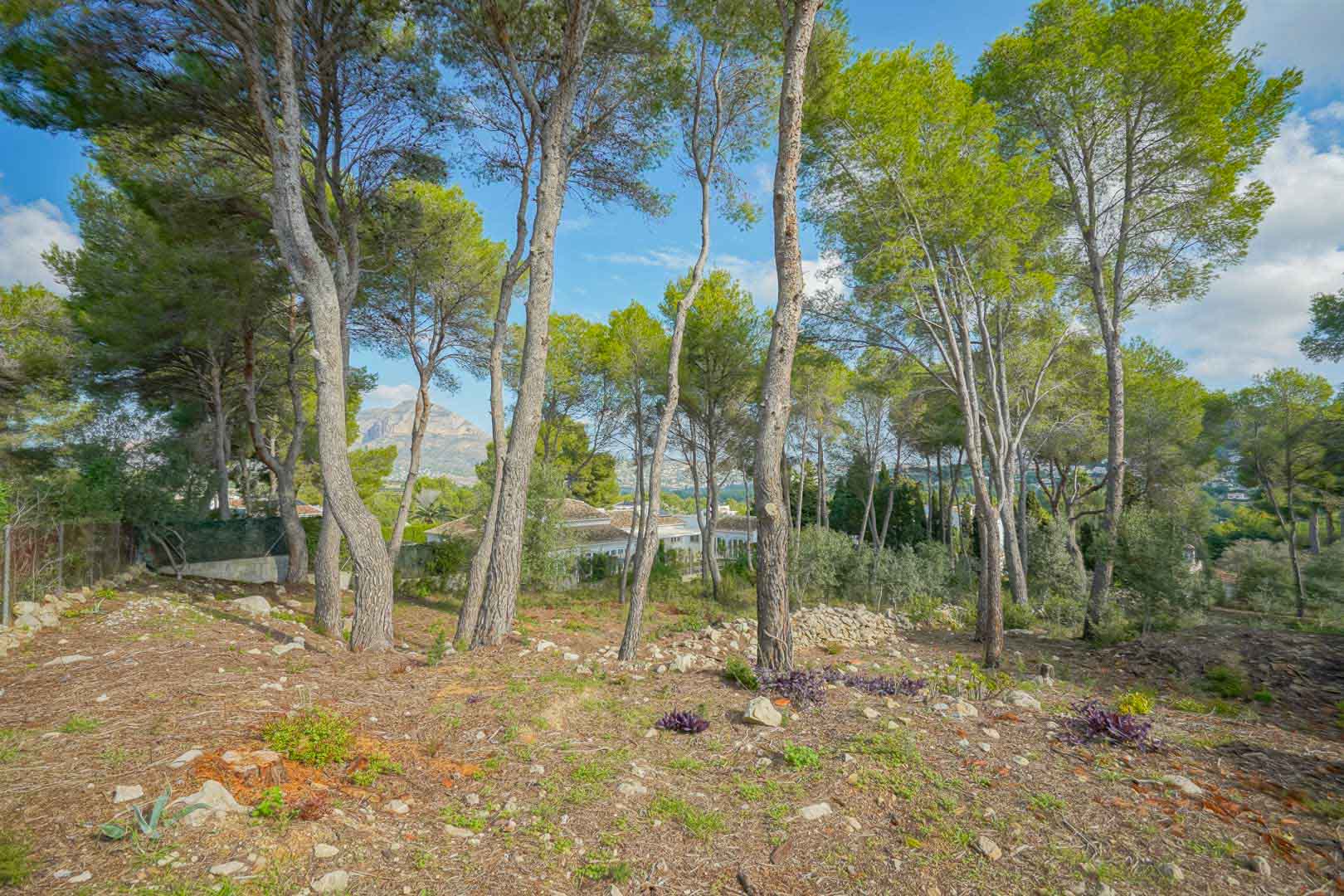 Elevated building plot featuring mature pine trees and views of the Montgó mountain. The terrain includes natural stone elements and native Mediterranean vegetation.