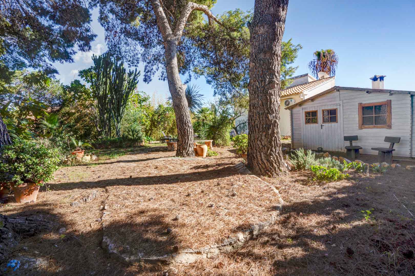Mediterranean garden featuring mature pine trees, cacti, and a white wooden storage shed. The natural landscape offers shaded areas and rustic stone-edged borders.