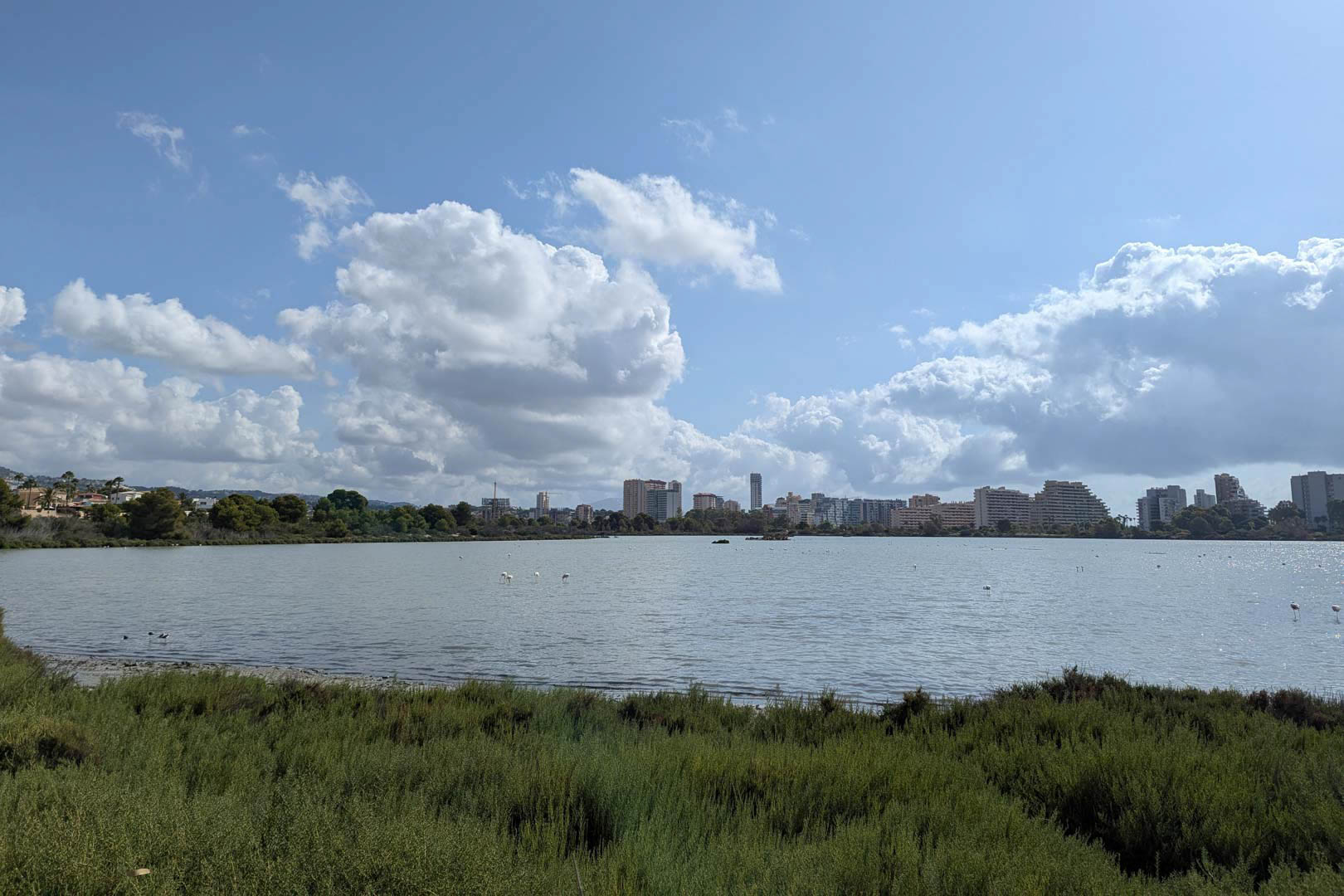 Panoramic views of the Calpe salt flats featuring flamingos in their natural habitat against the city's skyline and a bright sky.