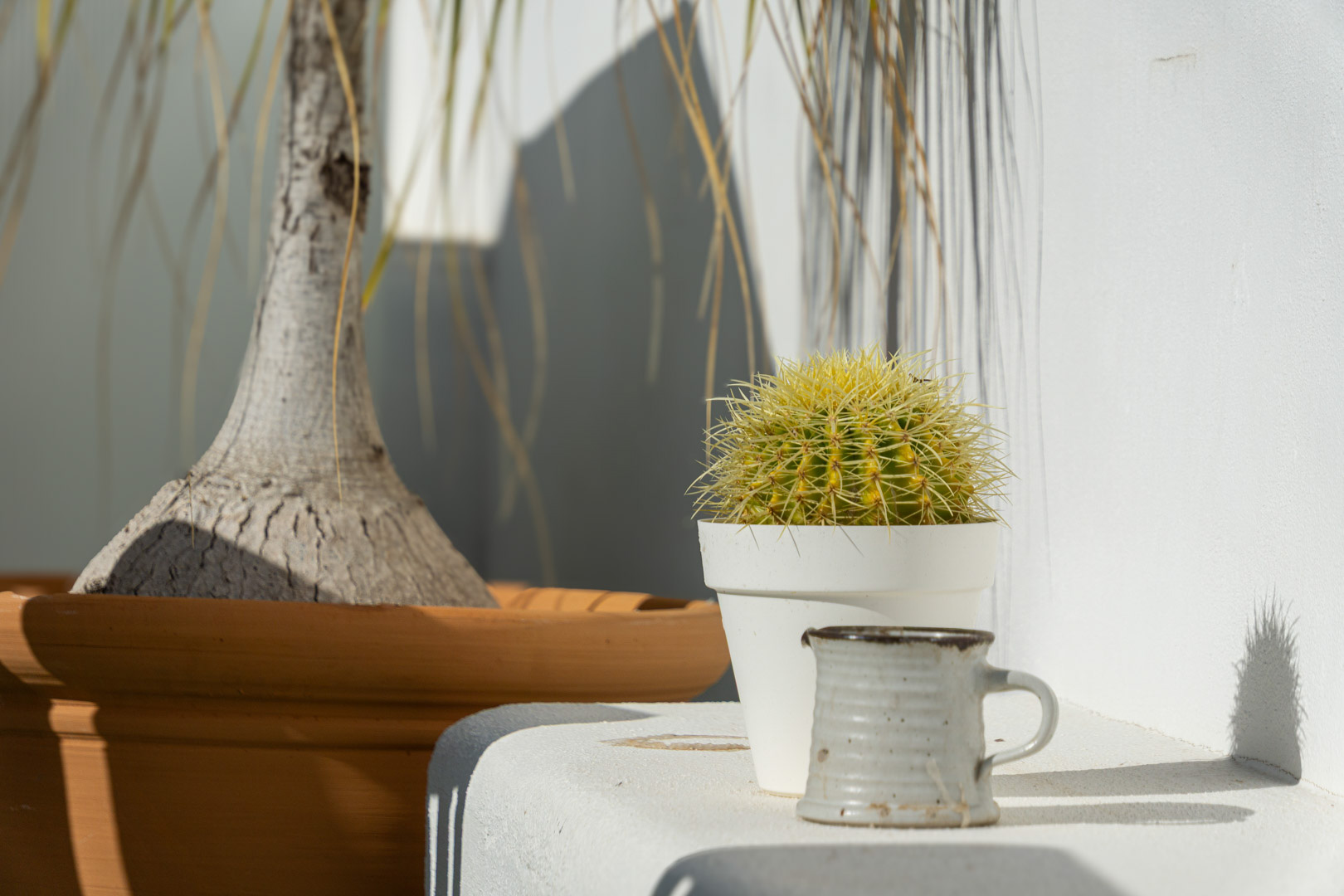Decorative terrace detail featuring a potted cactus and ceramic mug against a white-washed wall, highlighting the bright Mediterranean sunlight and sharp shadows.