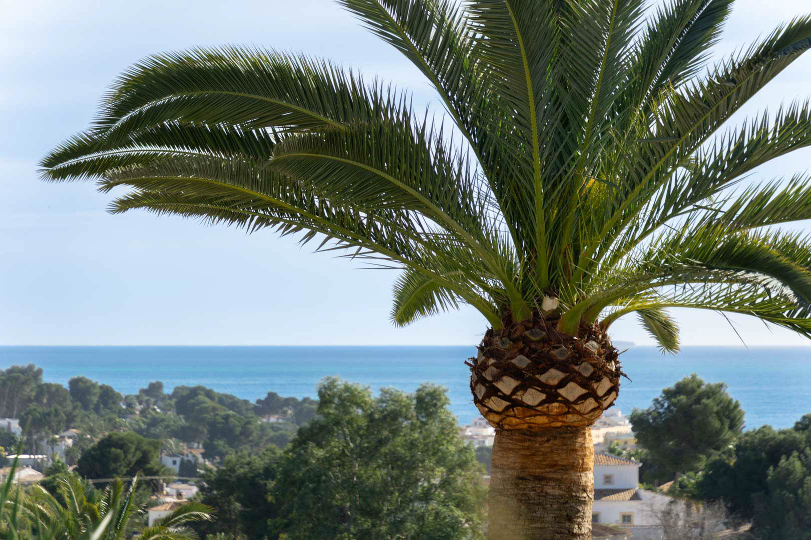 Panoramic views of the Mediterranean Sea framed by a mature palm tree, overlooking the coastal landscape and residential area of Moraira.