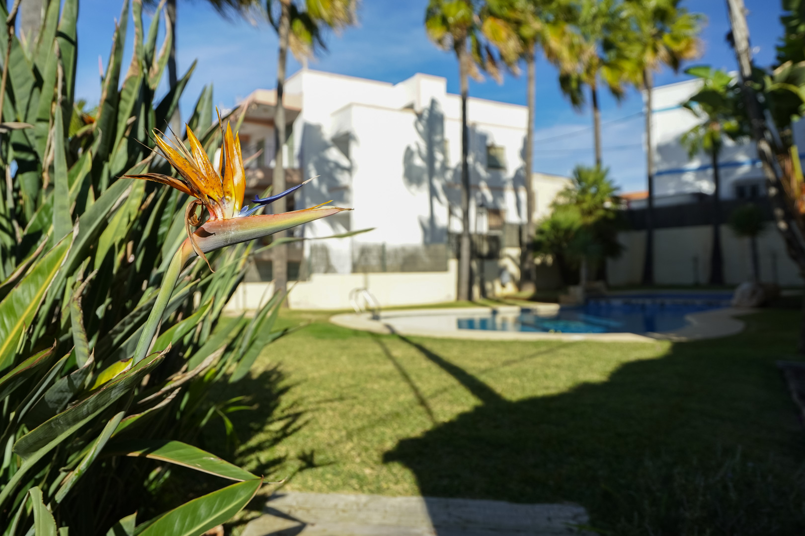 Close-up of a Bird of Paradise flower in the landscaped communal gardens, featuring the swimming pool and white Mediterranean architecture.