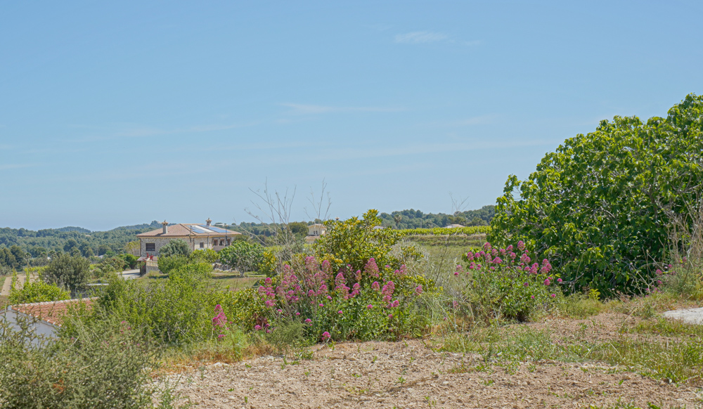 Elevated view of a Mediterranean rural landscape featuring pink flowering shrubs, a farmhouse with solar panels, and distant vineyards under a clear sky.