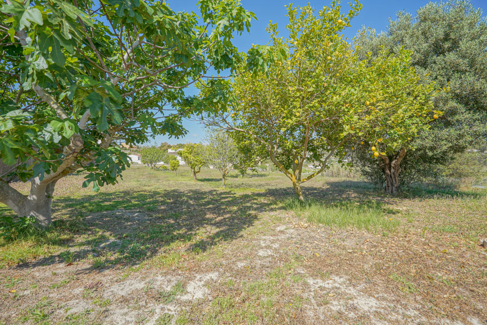 Mediterranean orchard featuring mature lemon, fig, and olive trees under a clear sky. The flat terrain shows natural vegetation and fruit-bearing branches.