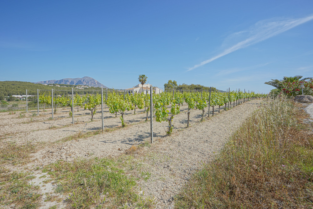 Vineyard with rows of vines on wire trellises, featuring views of a Mediterranean villa and distant mountains under a clear sky.