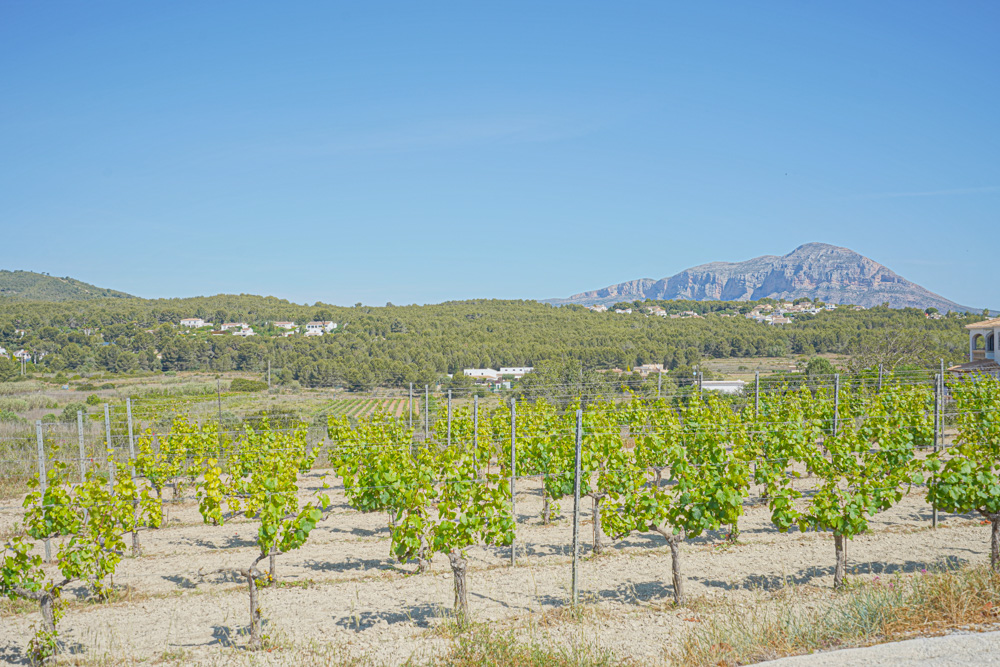 Wide view of a private vineyard with trellised vines, overlooking a Mediterranean forest and the Montgó mountain under a clear blue sky.