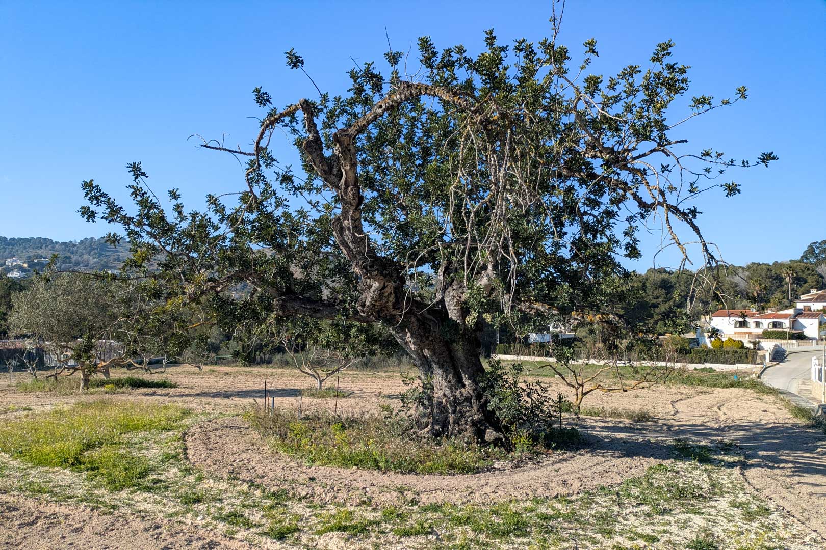 A centuries-old carob tree stands at the center of the flat rustic plot, surrounded by tilled earth and open views of the surrounding hills in Jávea.