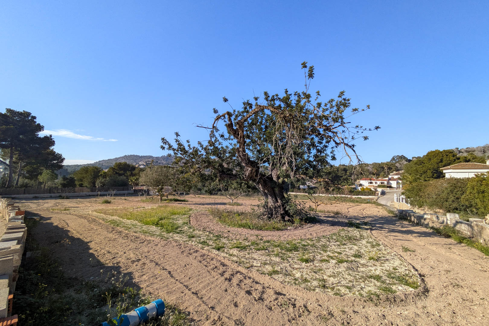 Flat rustic plot featuring a mature carob tree, surrounded by Mediterranean vegetation and clear views of the distant hills under a bright sky.