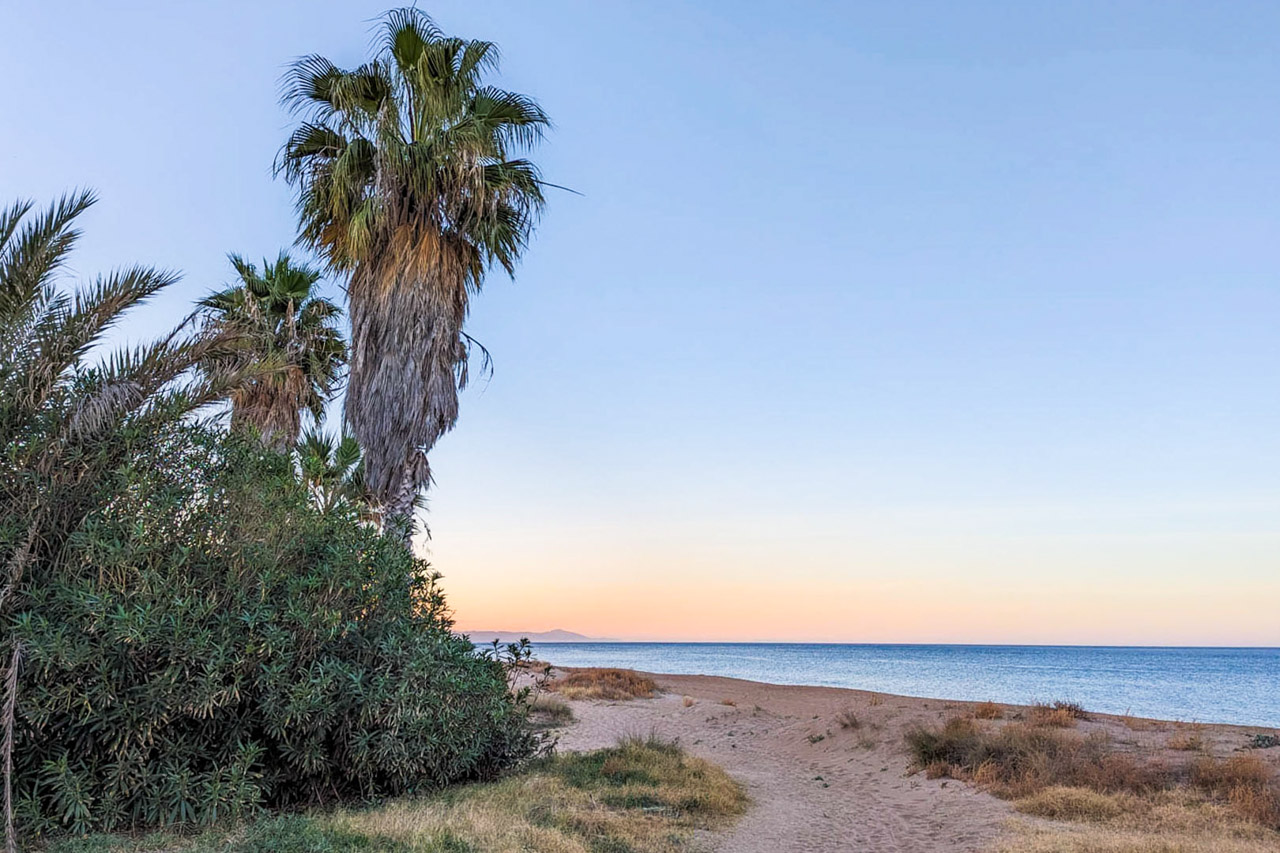 View of a sandy beach in Dénia at sunset, featuring native palm trees and coastal vegetation along a path leading to the Mediterranean Sea.