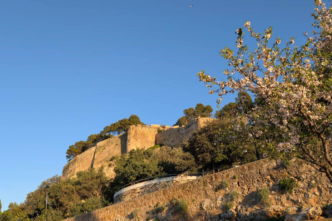 View of the historic Dénia Castle under a clear blue sky, framed by blossoming almond trees and the lush Mediterranean greenery surrounding its ancient stone walls.