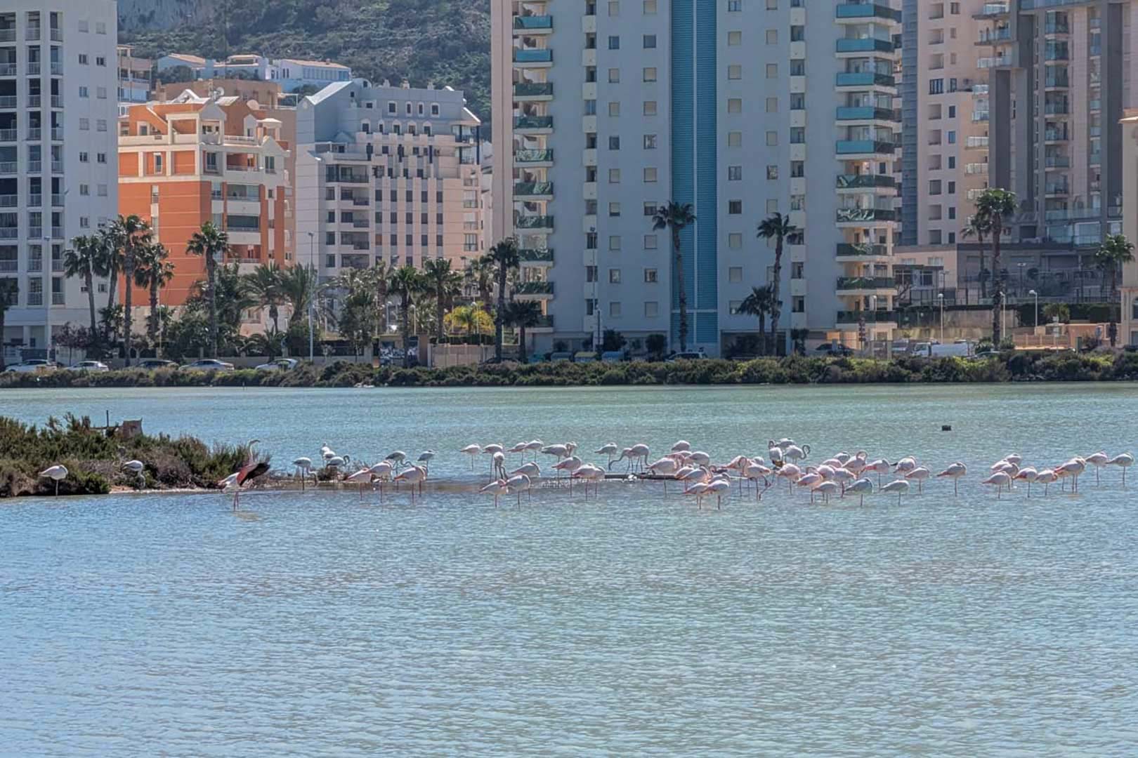 View of the Calpe salt flats featuring a flock of flamingos against a backdrop of modern residential buildings and Mediterranean palm trees.