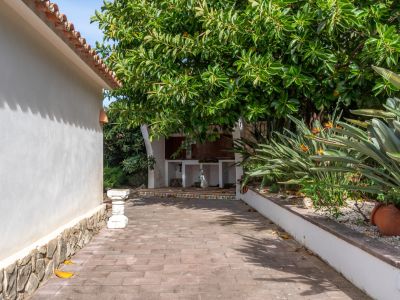 Outdoor kitchen with tiled counter under a large tree, alongside a paved path and a Mediterranean garden with Strelitzia flowers.