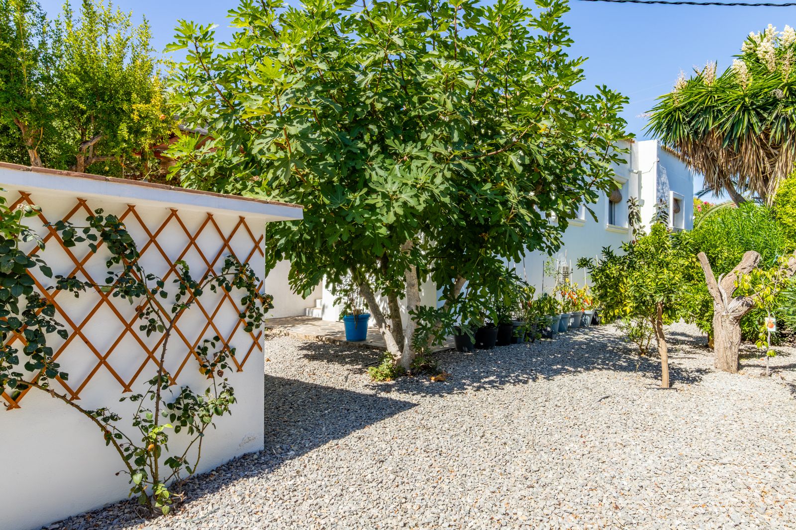 Low-maintenance Mediterranean garden featuring gray gravel, a mature fig tree, and white walls with wooden trellises for climbing greenery.