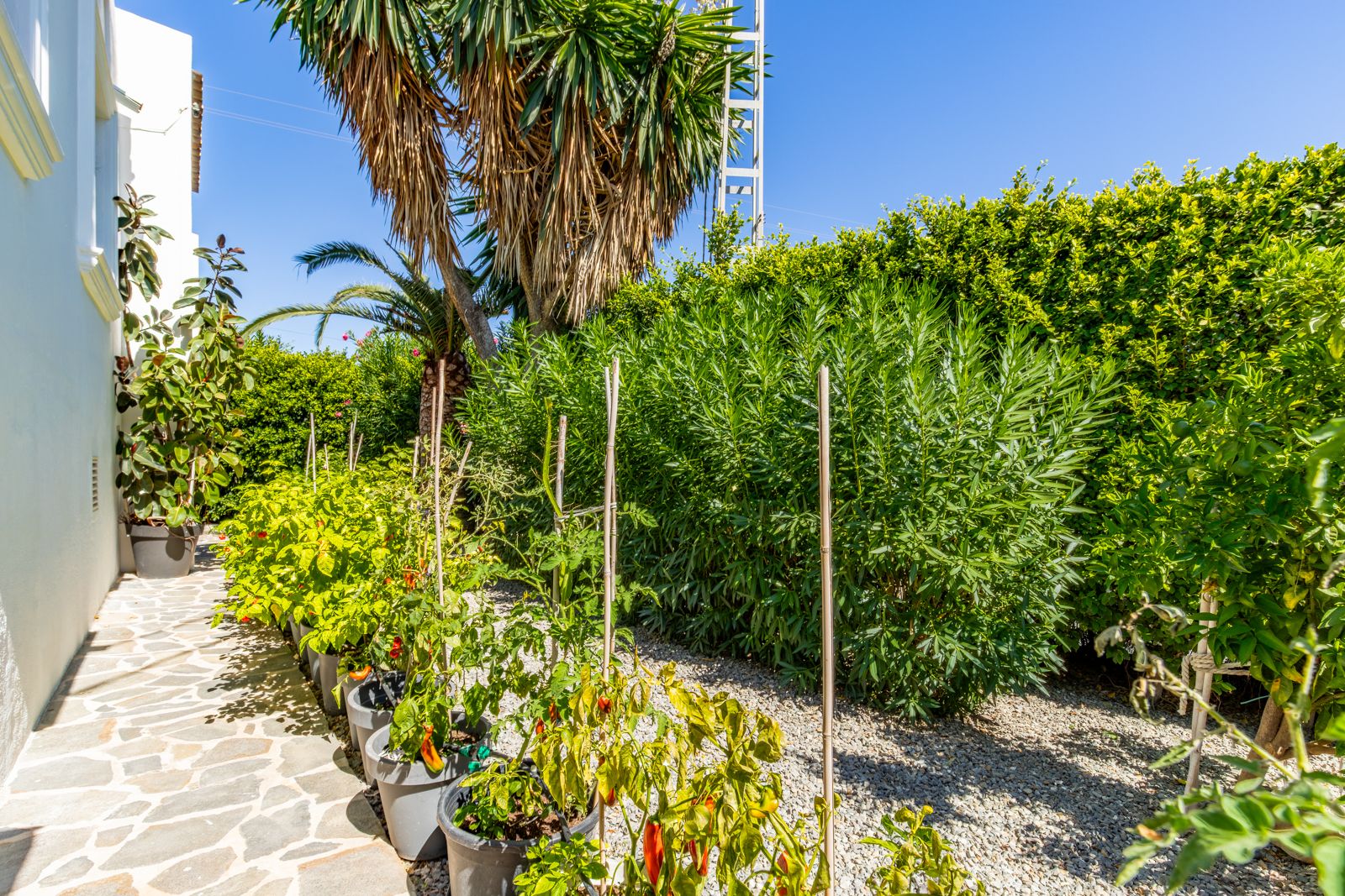 Paved natural stone pathway featuring a container garden with peppers, bordered by lush Mediterranean hedges and mature palm trees.