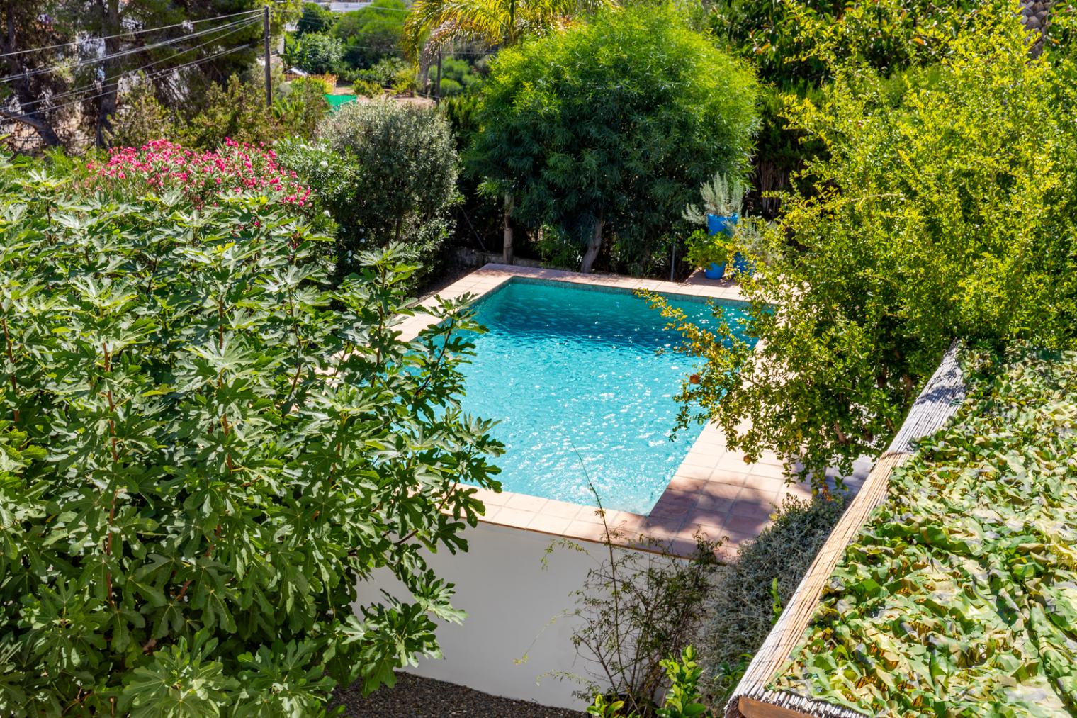 Private swimming pool framed by lush Mediterranean greenery, including fig trees and oleanders, offering a secluded and natural setting.